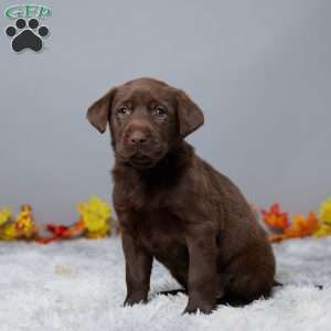 Crystal, Chocolate Labrador Retriever Puppy